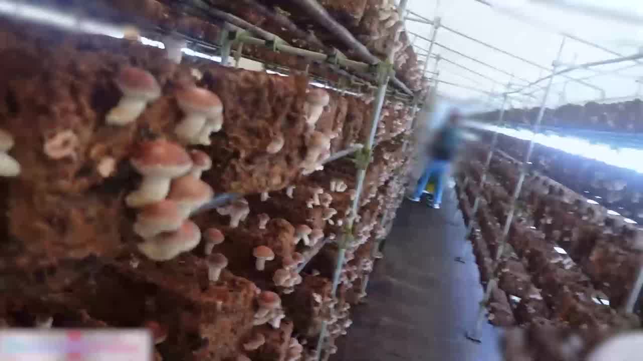  露出调教约会长相可爱的JK萝莉_三点很黑超反差直接在树林里野战完事回酒店又继续 的剧照6